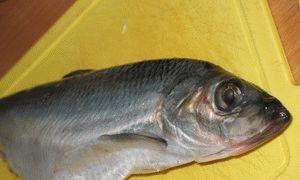 Как варить рыбу – рекомендации и рецепты полезных блюд